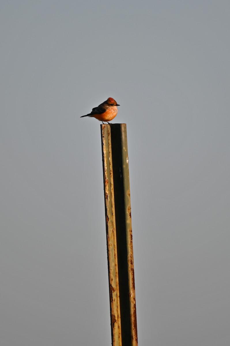 Vermilion Flycatcher - ML650184927
