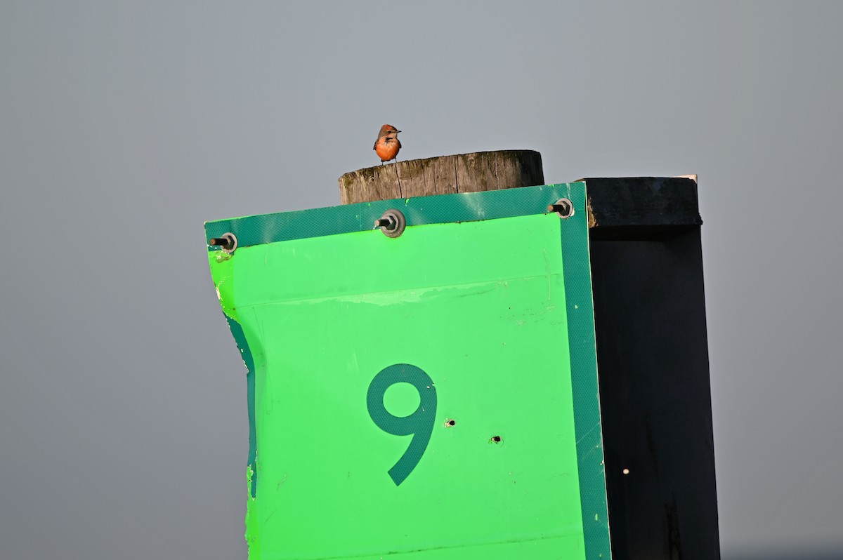 Vermilion Flycatcher - ML650184928