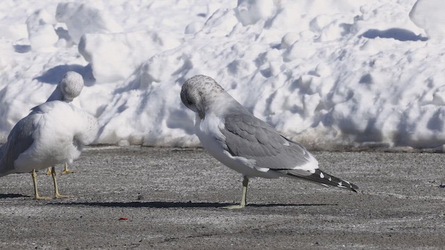 カモメ（亜種 カモメ） - eBird