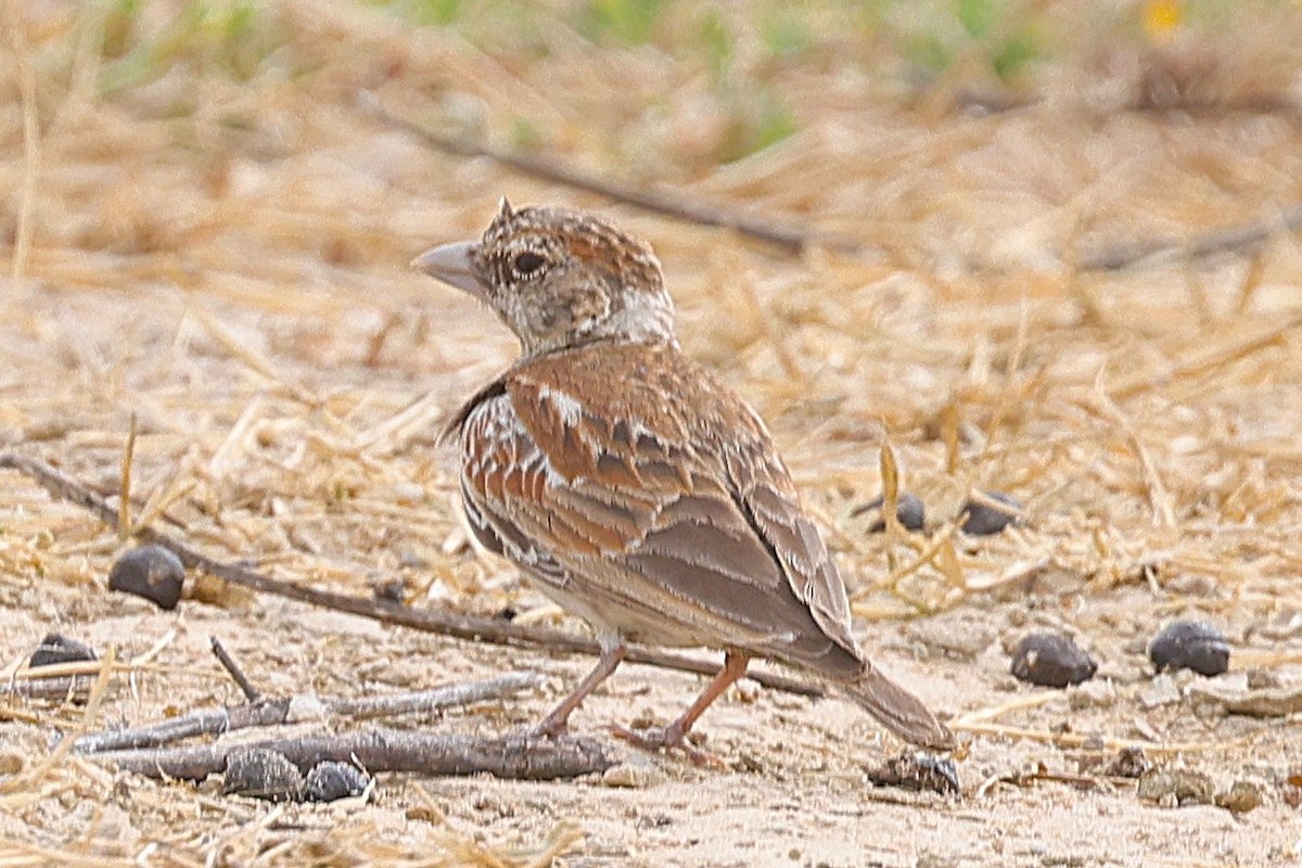 Chestnut-backed Sparrow-Lark - ML650185809