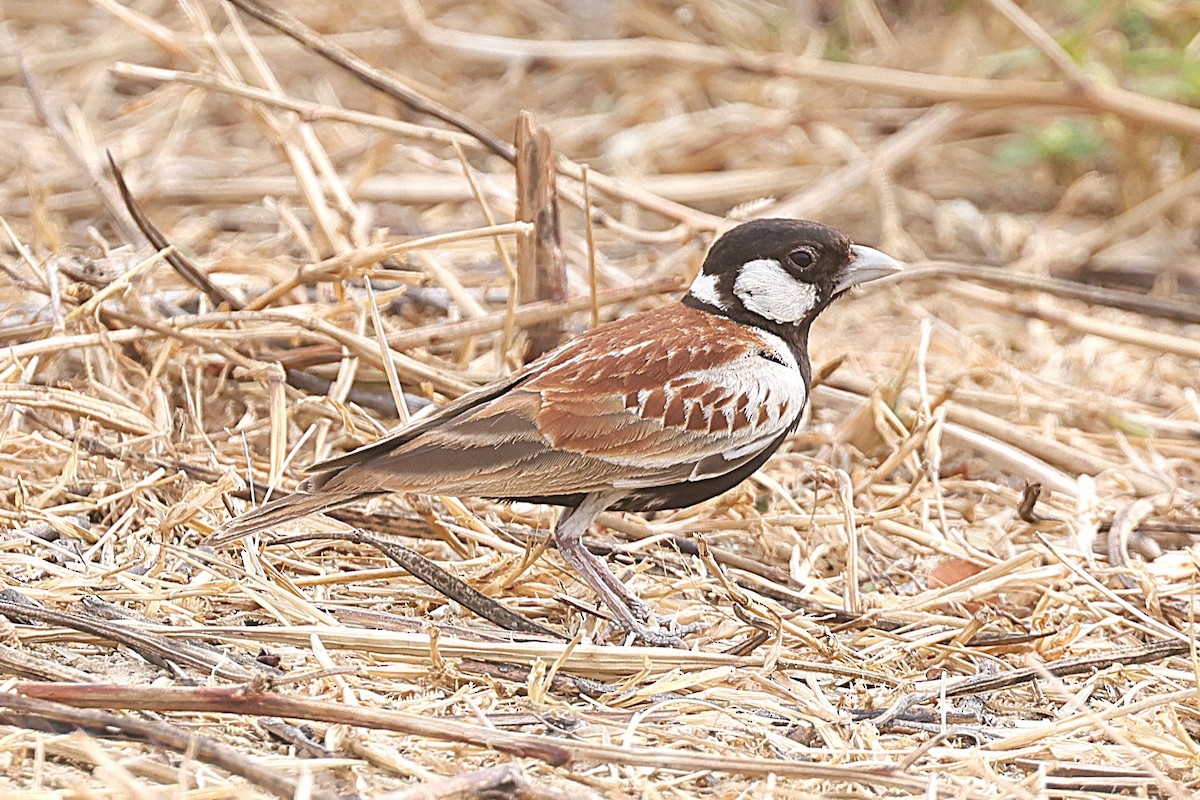 Chestnut-backed Sparrow-Lark - ML650185810