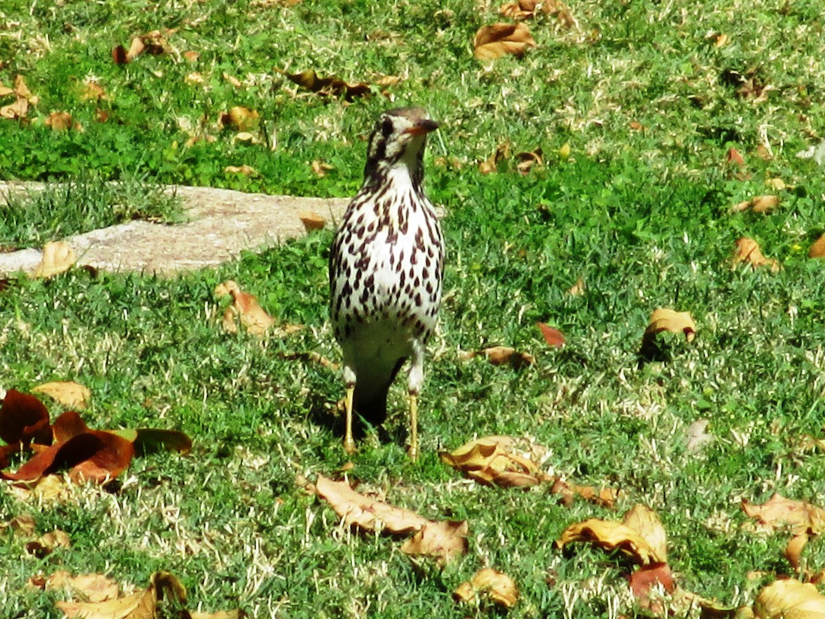 Groundscraper Thrush - ML650186308