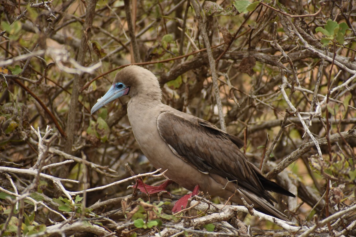 Сула червононога - ML650186536