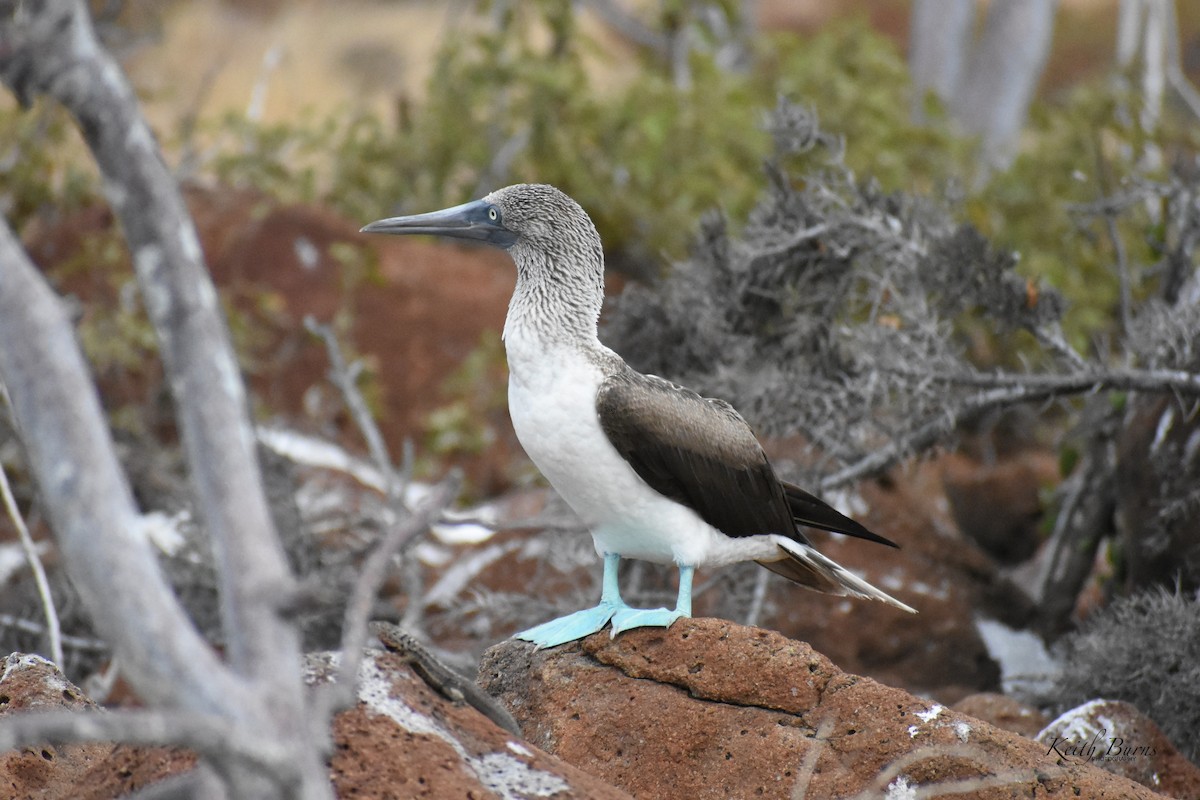 Сула блакитнонога - ML650186565