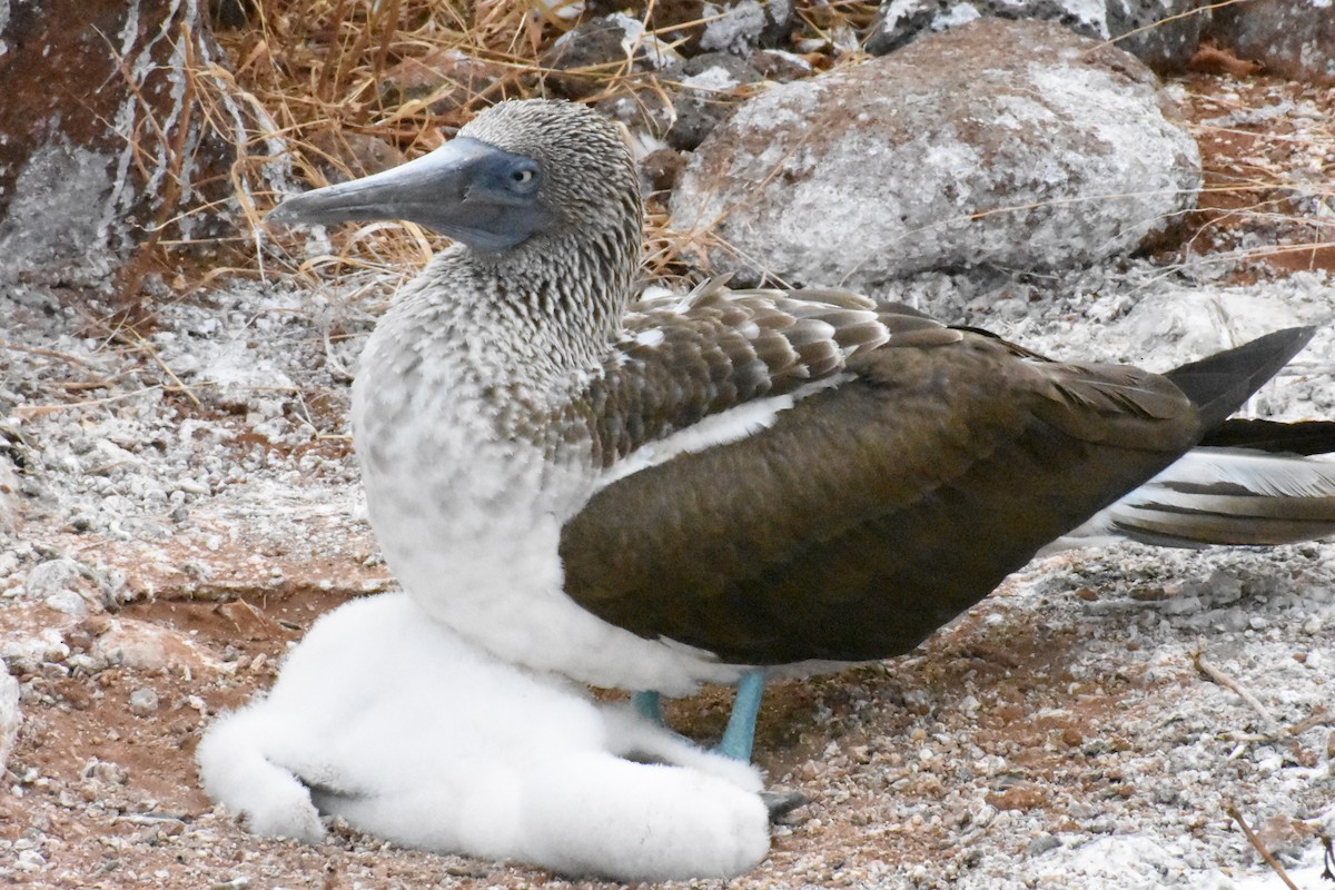 Сула блакитнонога - ML650186567