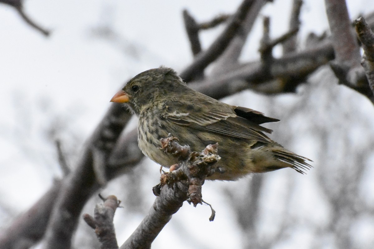 Землянчик малий - ML650186580