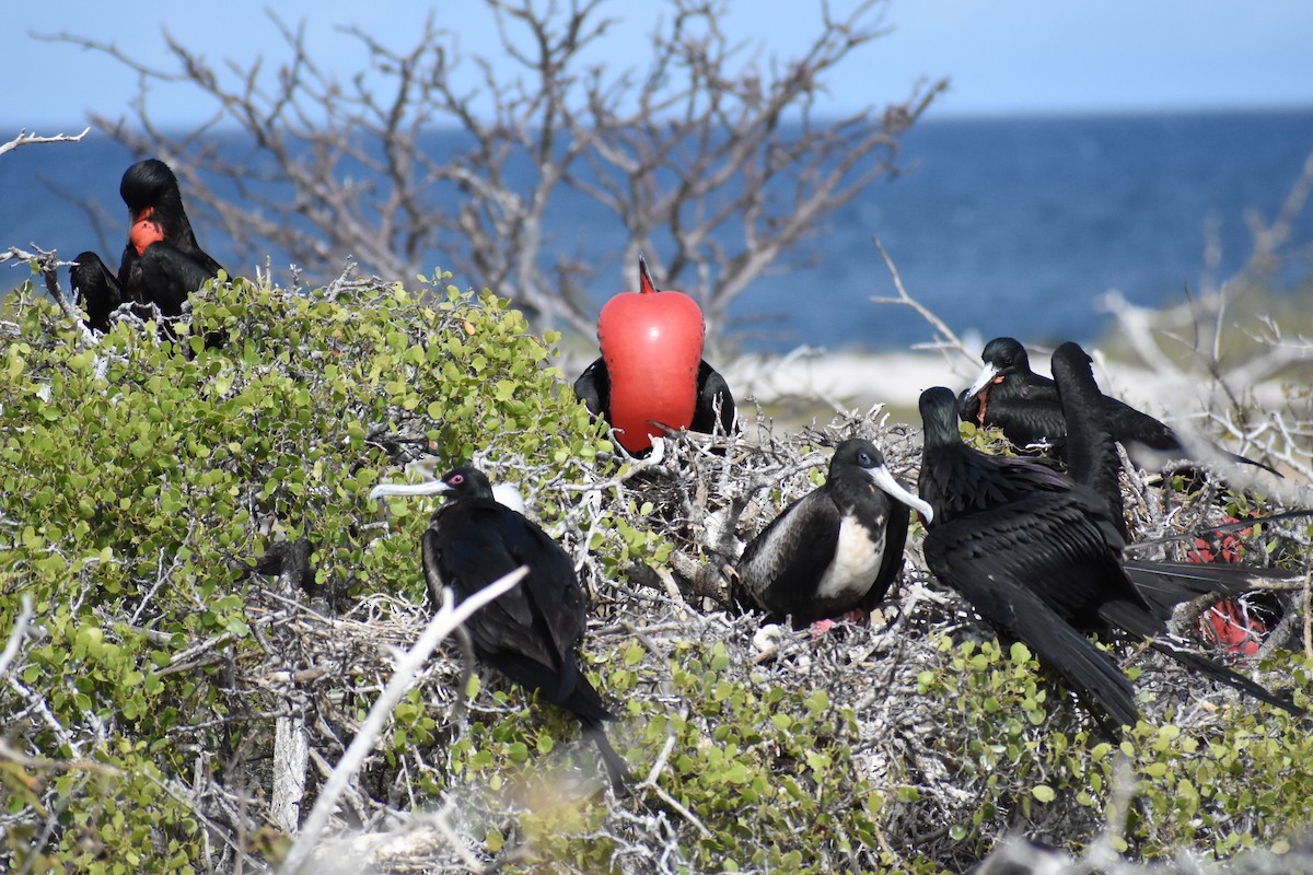 Фрегат карибський - ML650186656