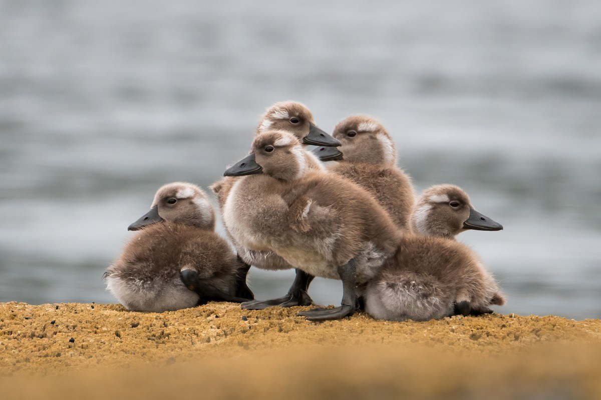 kachyně parníková - ML650186668