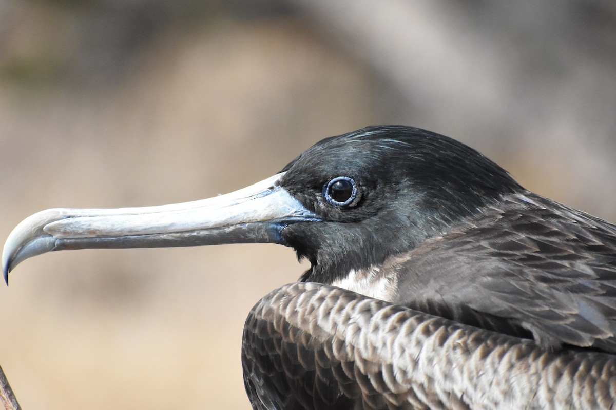 Фрегат карибський - ML650186698