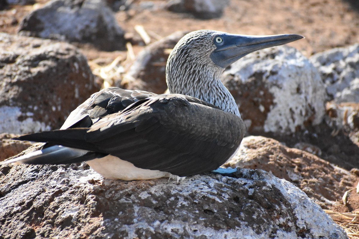 Blue-footed Booby - ML650186741
