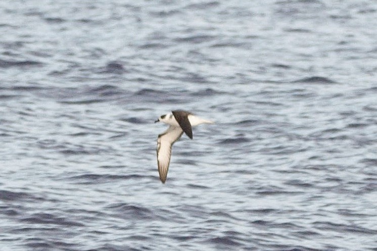 Pétrel à col blanc - ML650187154