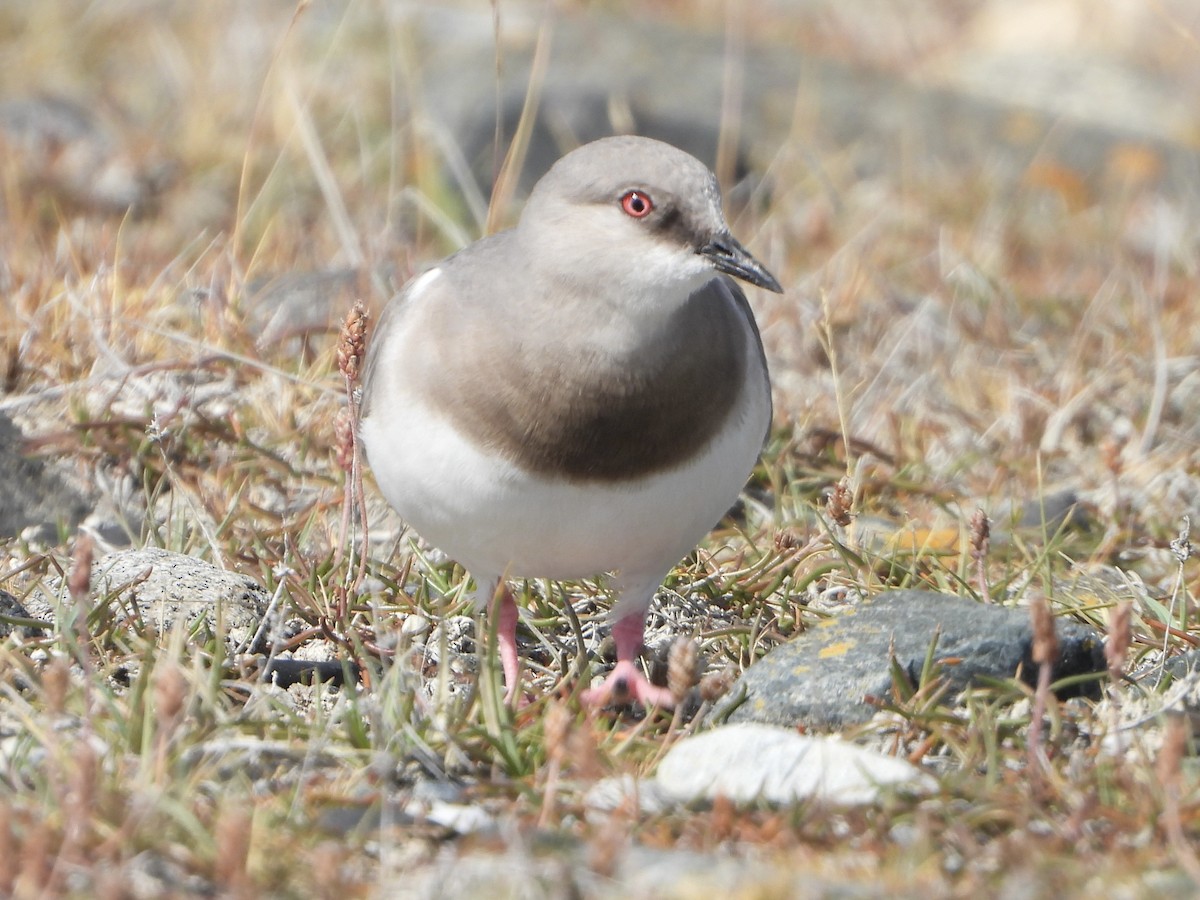 Послотюх - ML650187478