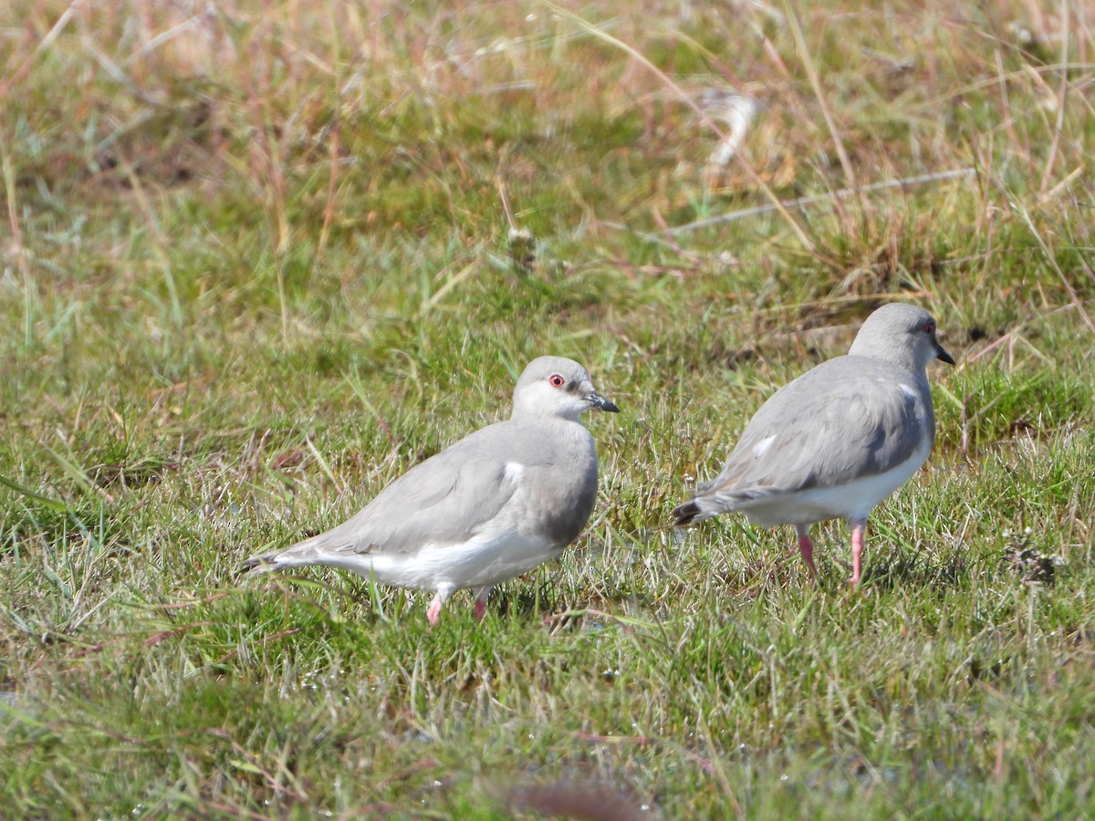 Послотюх - ML650187479