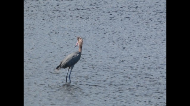 Reddish Egret - ML650187776