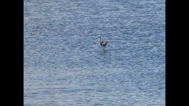 Reddish Egret - ML650187778