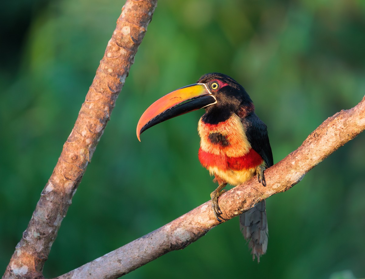 Fiery-billed Aracari - ML650188117