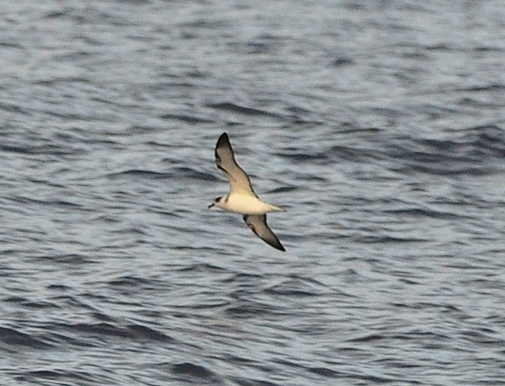 Pétrel à col blanc - ML650188368