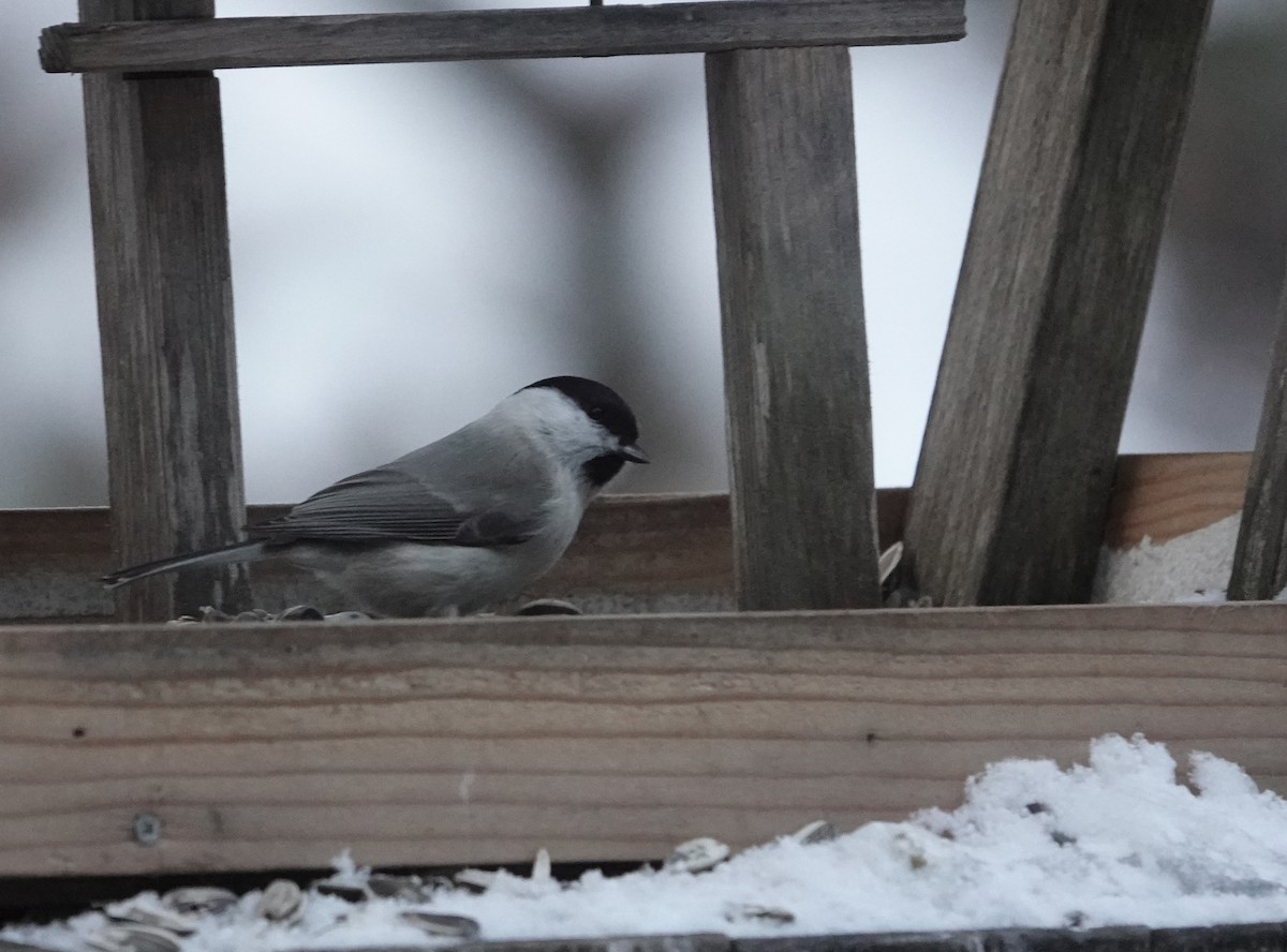 Marsh Tit - ML650188736
