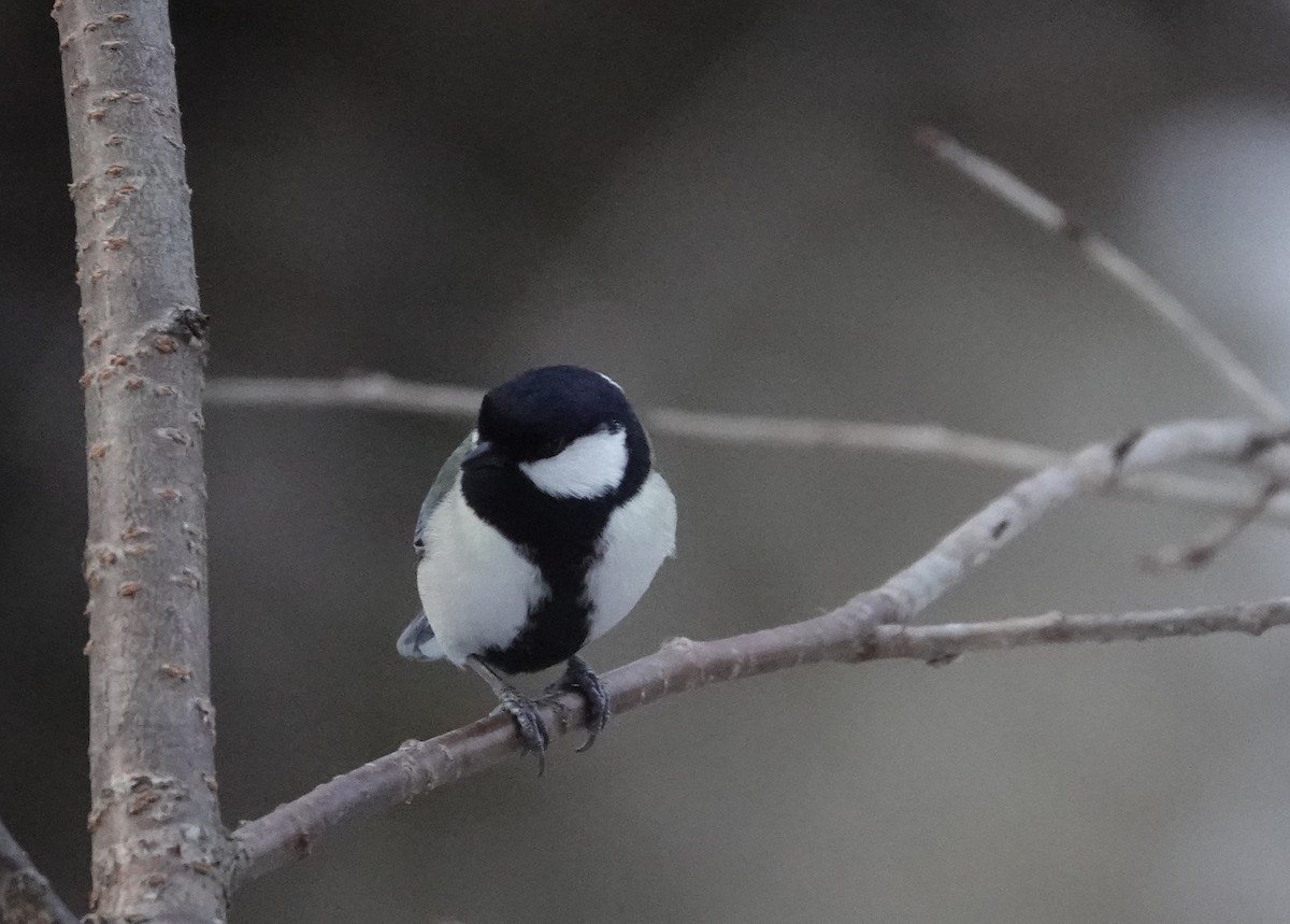 Asian Tit - ML650188746