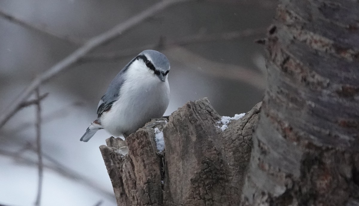 Eurasian Nuthatch (White-bellied) - ML650188750