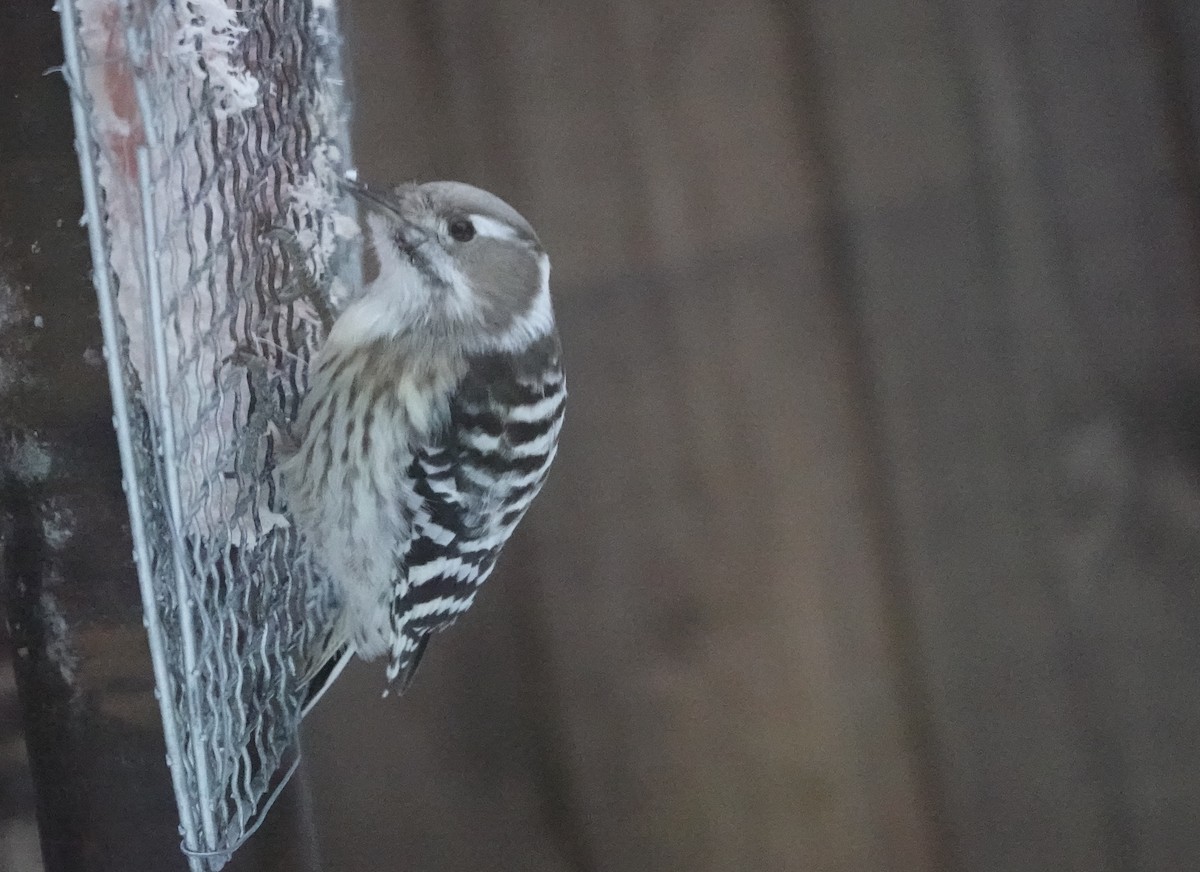 Japanese Pygmy Woodpecker - ML650188755