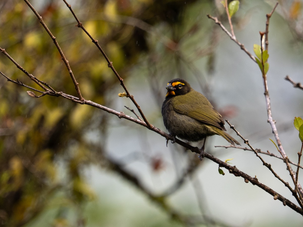 Yellow-faced Grassquit - ML650188791