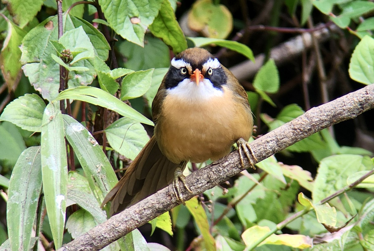 Силамбан буроголовий - ML650189043