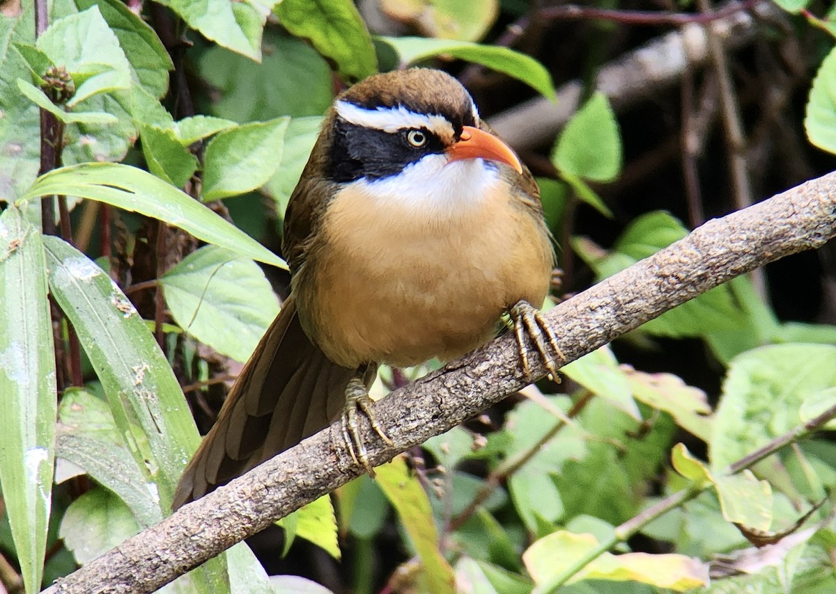 Силамбан буроголовий - ML650189046