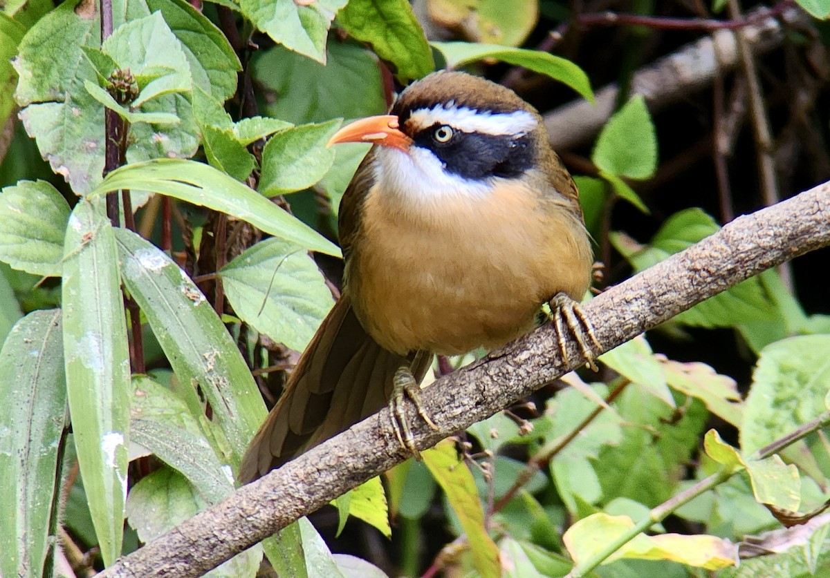 Силамбан буроголовий - ML650189052