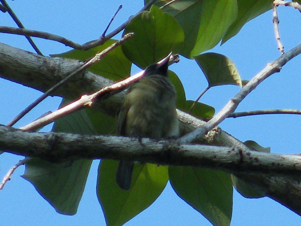 Green Barbet - ML650189339