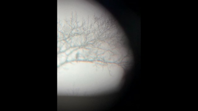 hawk sp. - ML650189409