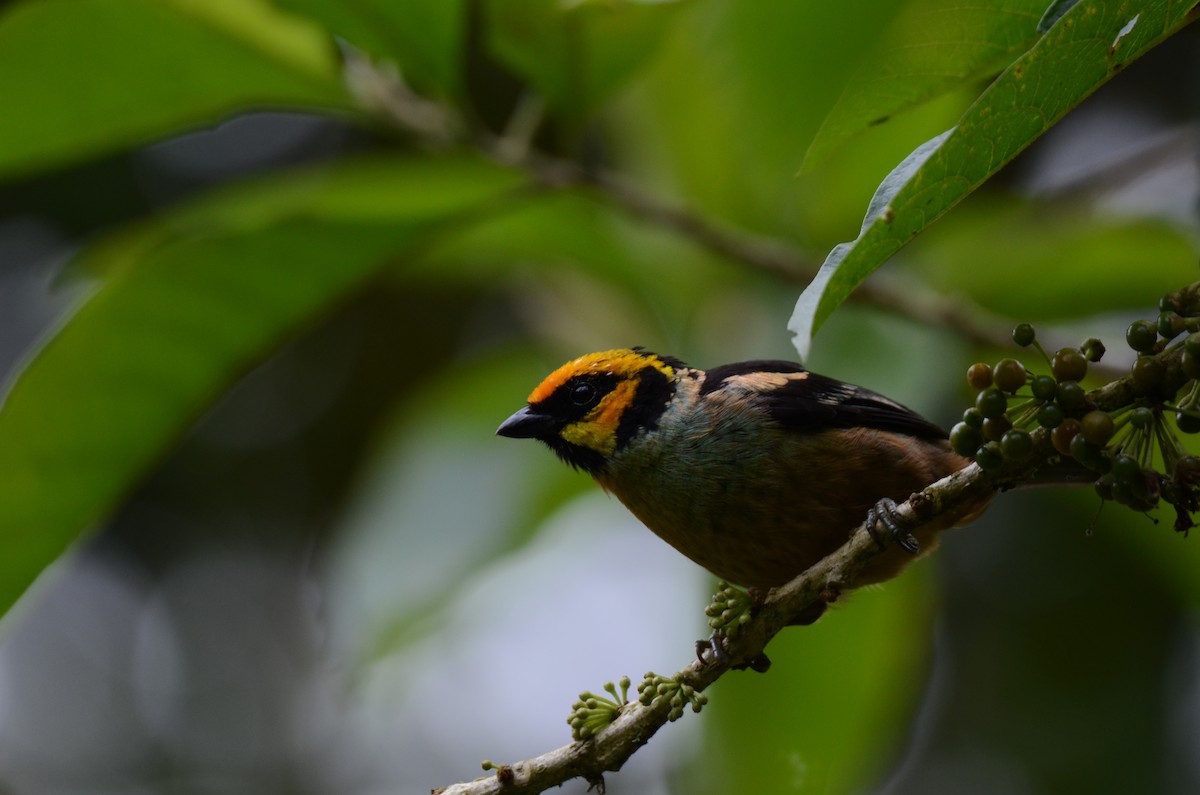 Flame-faced Tanager - ML650189886