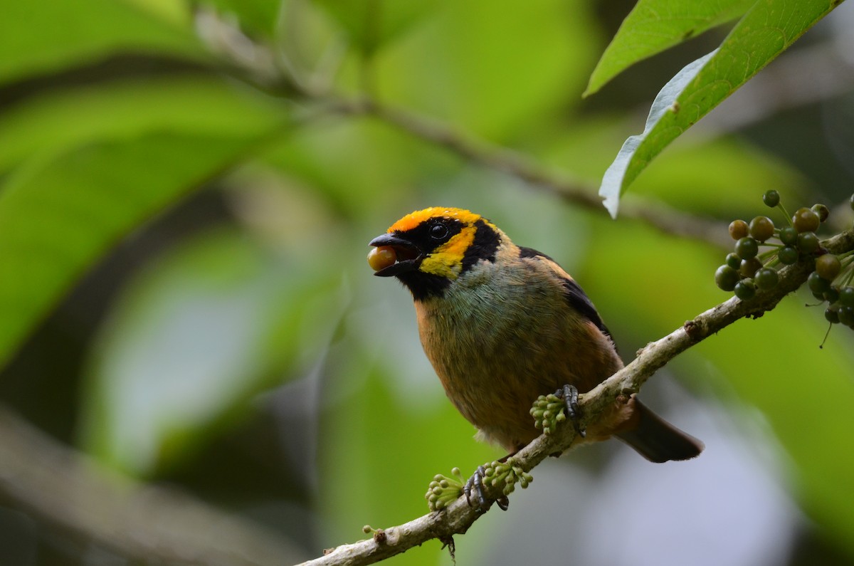 Flame-faced Tanager - ML650189901