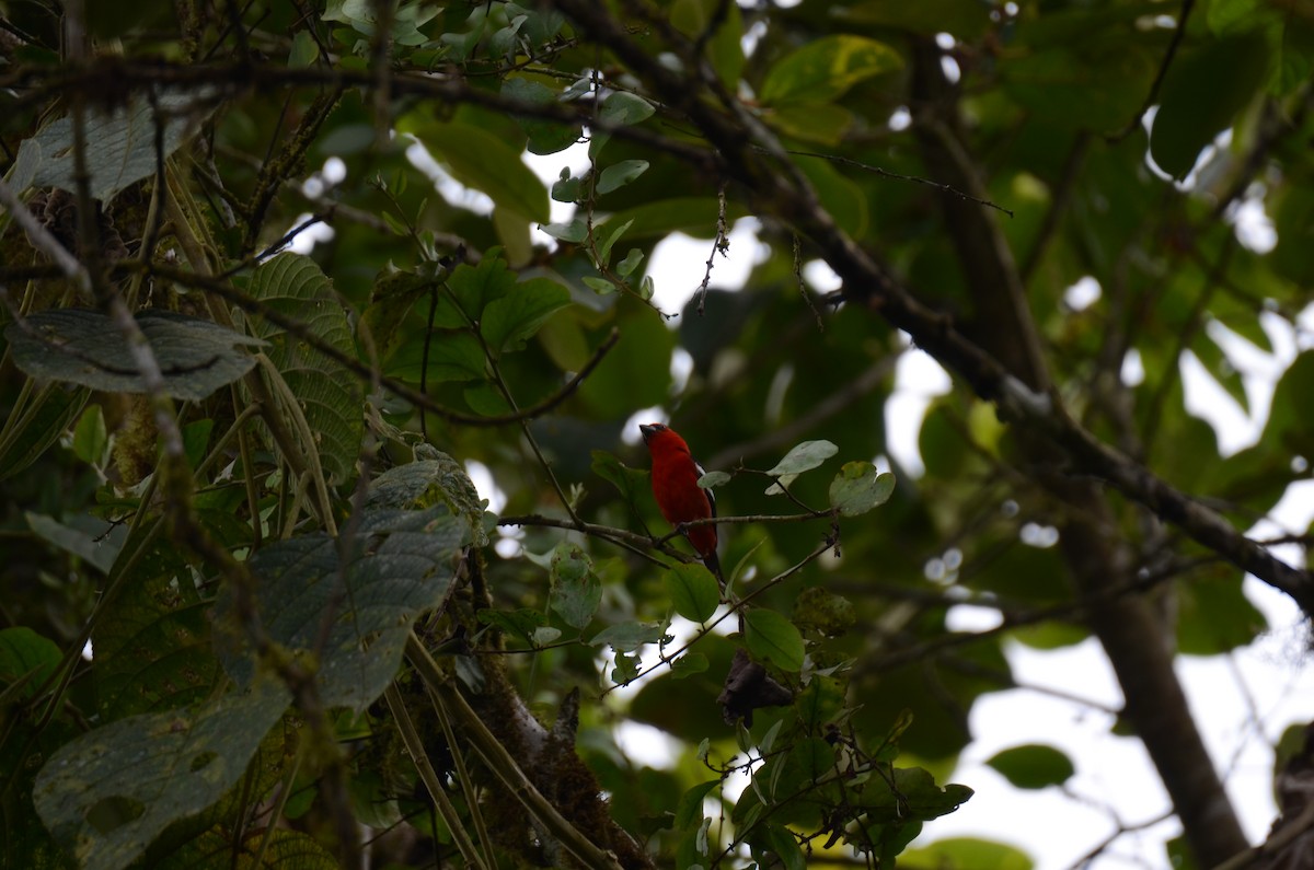 White-winged Tanager - ML650189979