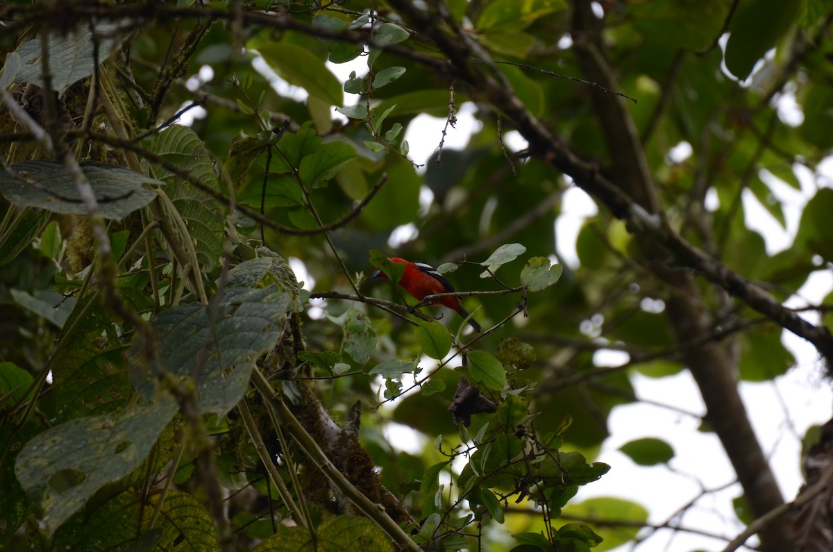 White-winged Tanager - ML650189980