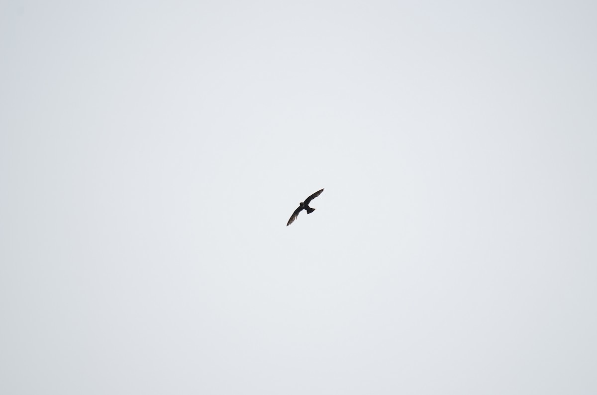 White-collared Swift - ML650190007