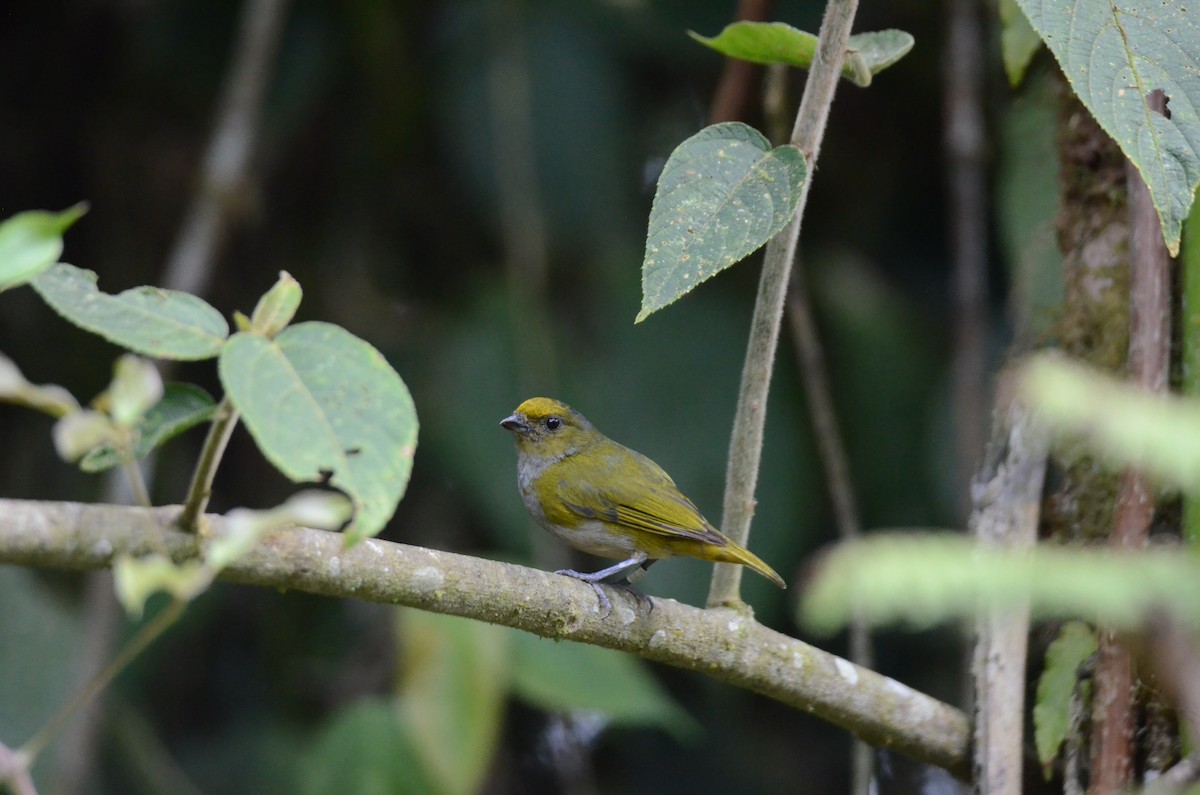 Orange-bellied Euphonia - ML650190289