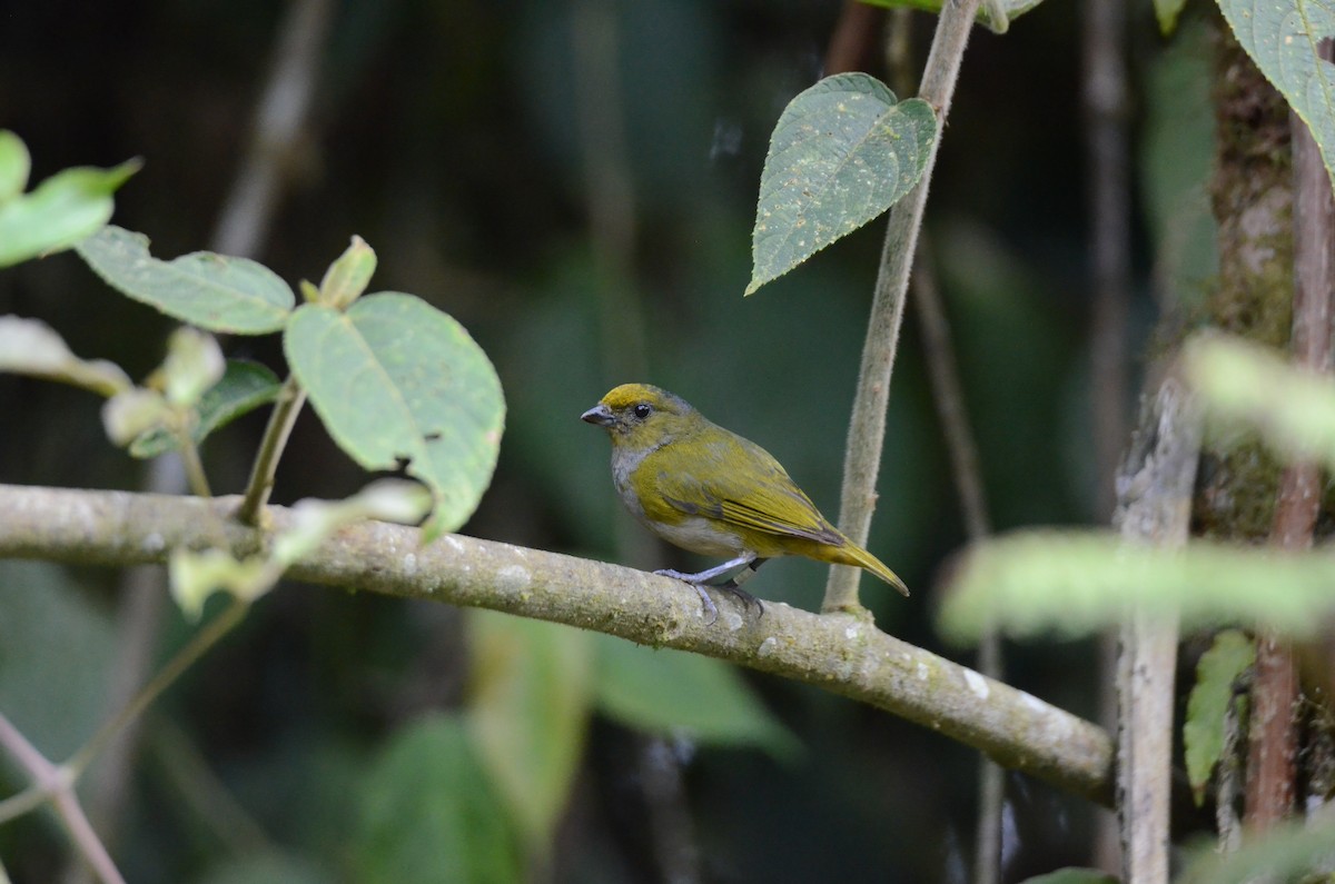 Orange-bellied Euphonia - ML650190300