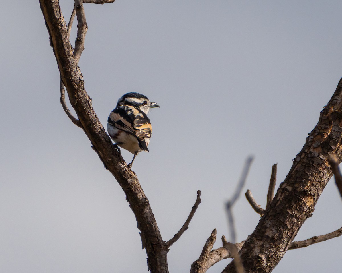 Brubru - ML650190394