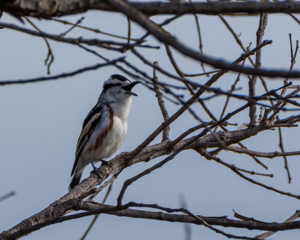 Brubru - ML650190395