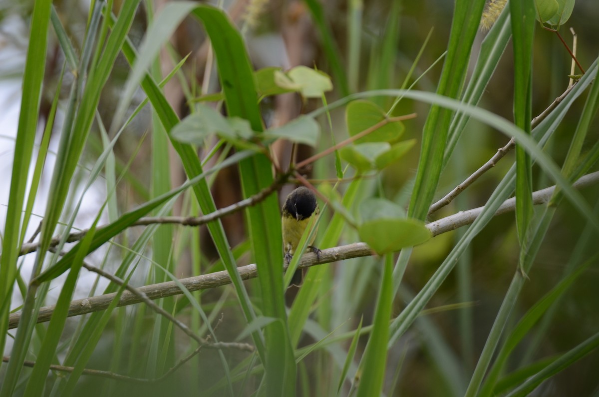 Yellow-bellied Seedeater - ML650190399