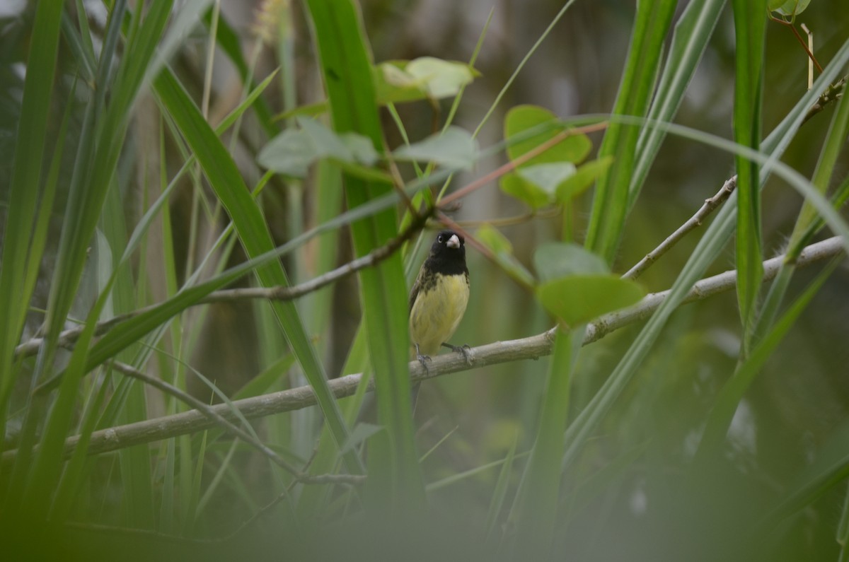 Yellow-bellied Seedeater - ML650190455