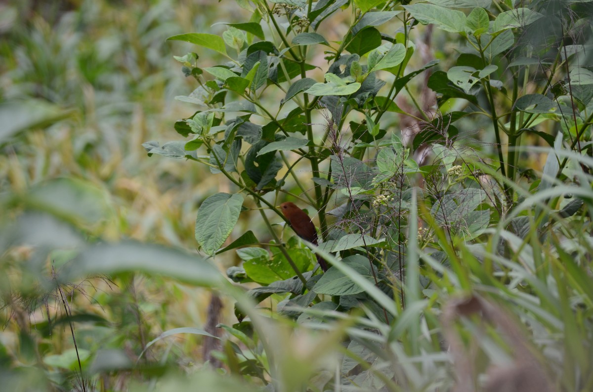 Little Cuckoo - ML650190555