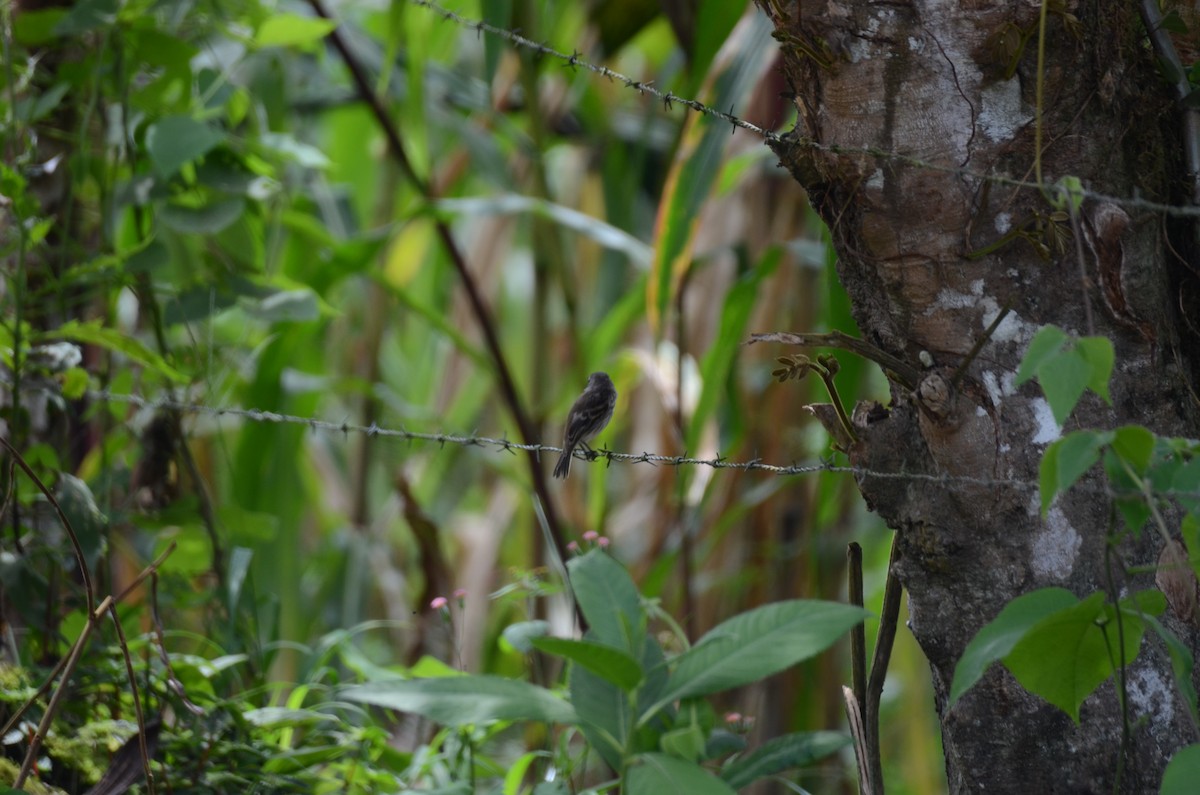Mouse-gray Flycatcher - ML650190581