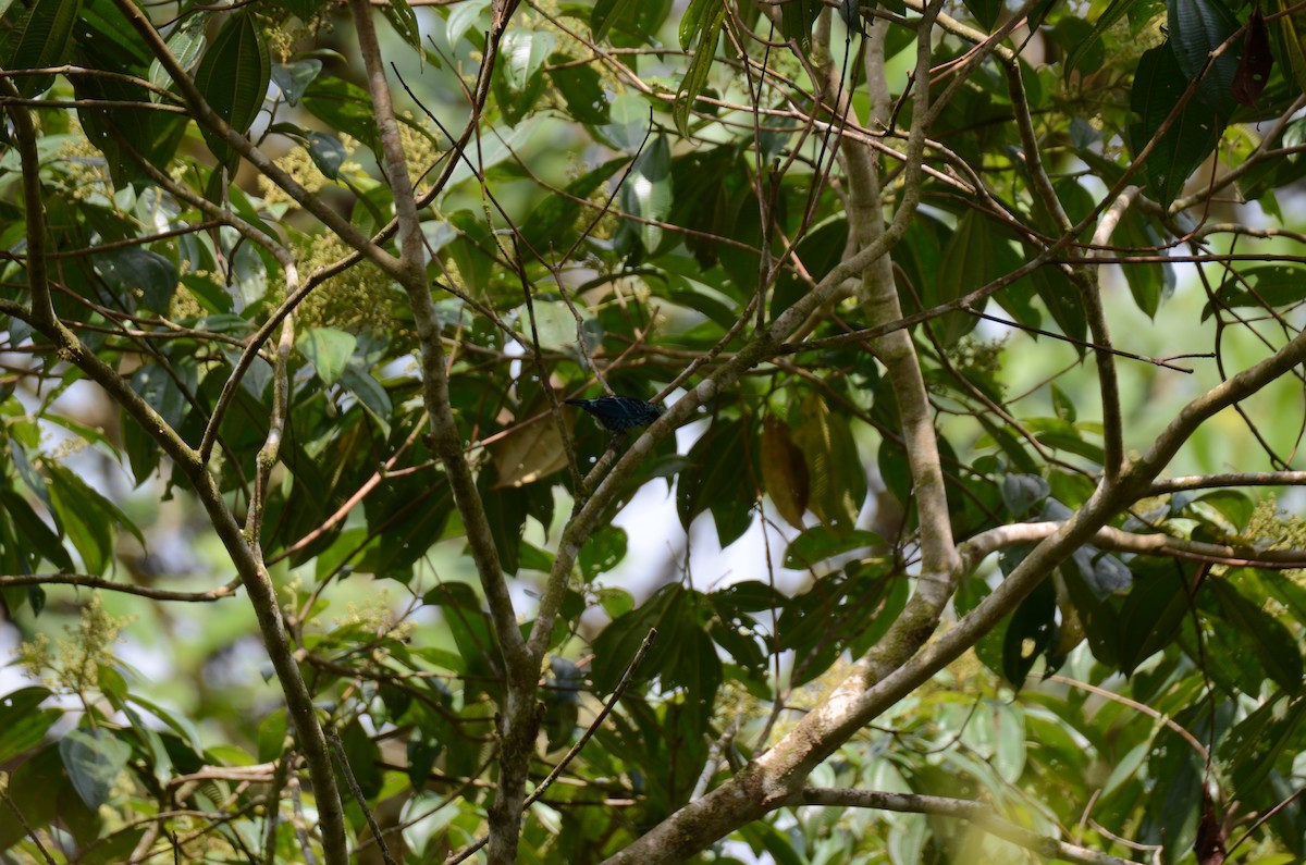 Beryl-spangled Tanager - ML650190610