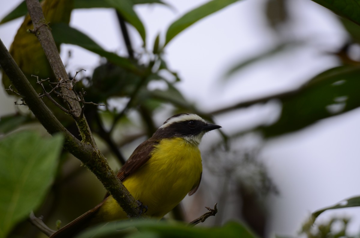 Rusty-margined Flycatcher - ML650190661