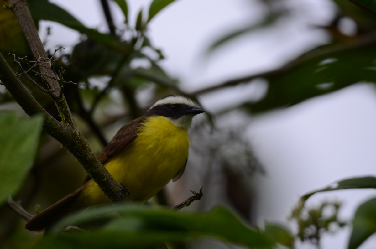 Rusty-margined Flycatcher - ML650190665