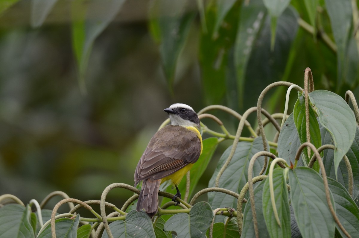 Rusty-margined Flycatcher - ML650190681