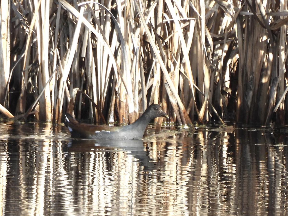 Common Gallinule - ML650190925