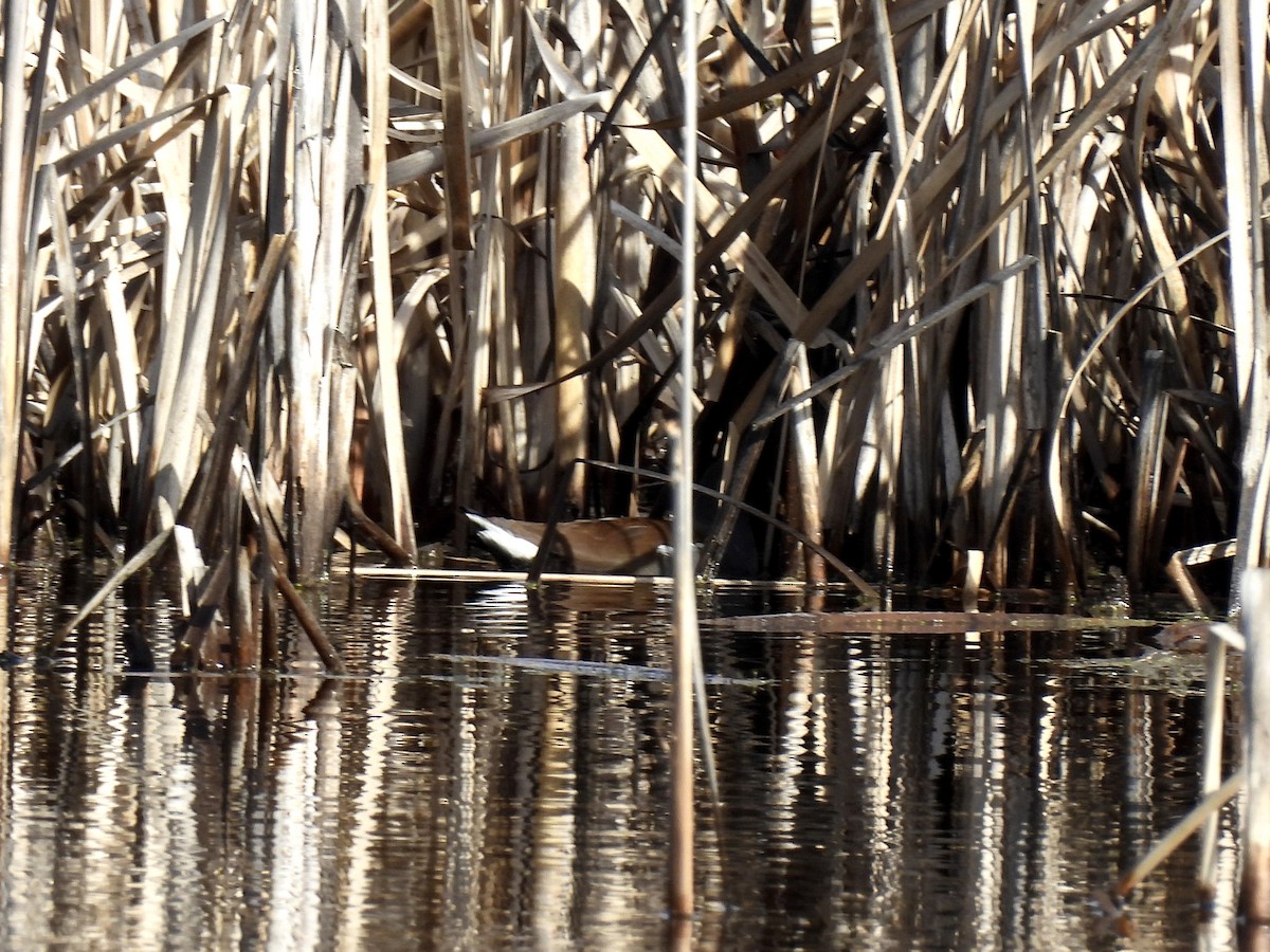 Common Gallinule - ML650190929